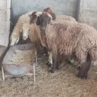 ۱۰،میش آبستن ۲دو قوچ|حیوانات مزرعه|شیراز, زرهی|دیوار