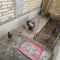 مرغ|حیوانات مزرعه|بندر گناوه, |دیوار
