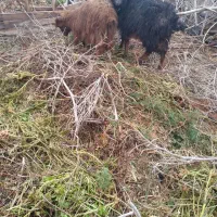 کهره بیابانی