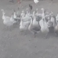 غاز بالغ|حیوانات مزرعه|کوزران, |دیوار