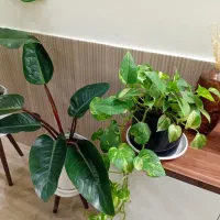 گل آپارتمانی گیاه فیلندرون با گلدان سرامیکی|گل و گیاه طبیعی|قدس, شهرقدس|دیوار