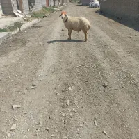 قورچ