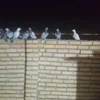 36عدد آلمانی یک دست