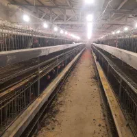 فروش مرغ اصلاح نژاد گلپایگان تخمگذار ۸ ماهه