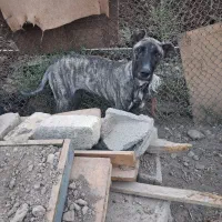 ماده سگ های خراسانی و سرابی اصیل|سگ|ورامین, ورامین|دیوار