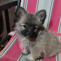 توله نر پامرین عروسکی