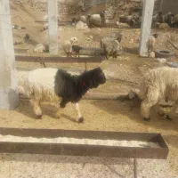 فروش کوه قوچ بختیاری همه رنگ|حیوانات مزرعه|بازفت, |دیوار