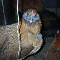 4عددمرغ 1عدد خروس|حیوانات مزرعه|بندر ترکمن, |دیوار