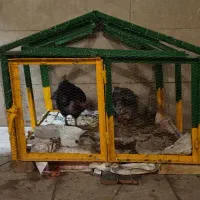 قفس 90در90