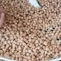 نخود امسال