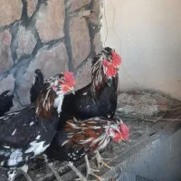 خروس گلین چهل تاج ریش