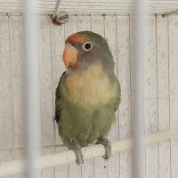 طوطی برزیلی