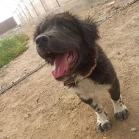 یک عدد سگ قدرجونی|سگ|مشکین‌دشت, |دیوار