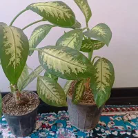 نهال گیاه دیفن سرحال تازه