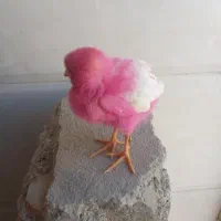 جوجه رنگی