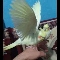 ی جفت عروس هلندی دستی