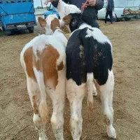 گوساله وحیوانلت دلخواه وخالص|حیوانات مزرعه|سلطانیه, |دیوار