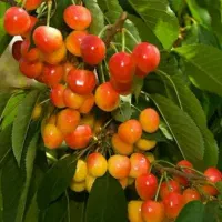 نهال گیلاس وآلو