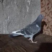 کفتر جوجه مسافتی