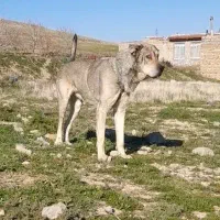 سرابی نر ۱۱ ماهه نگهبان عالی.