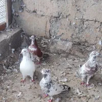 کبوتر|پرنده|رضوانشهر, |دیوار