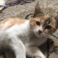 واگذاری گربه