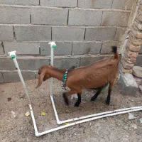 بز آلپاین و پاکستانی حراج بدو جا نمونی