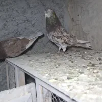 سرور سر و تیپ دار