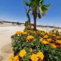 باغبانی و علف زنی ،هرس فضای سبز|خدمات باغبانی و درختکاری|اهواز, پردیس|دیوار