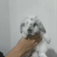 خرگوش لپ ،نژاد دار|موش و خرگوش|نیشابور, مازول|دیوار