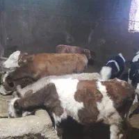 ۶راس سیمیتال درجه یک|حیوانات مزرعه|رامند, |دیوار