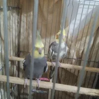 عروس هلندی سخنگو|پرنده|رباطکریم, نصیرشهر|دیوار