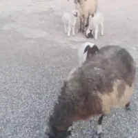 گوسفند وبره|حیوانات مزرعه|کارزان, |دیوار