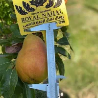 فروش نهال گلابی سانتاماریا|خدمات باغبانی و درختکاری|تربت‌حیدریه, کلاته توکلی|دیوار