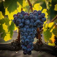 نــهـال گـردو ژنوتیپ سود بلندمدت و مطمئن|خدمات باغبانی و درختکاری|اردبیل, |دیوار