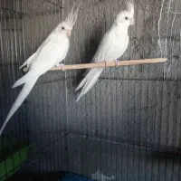 ۵جفت عروس هلندی یک جفت البینو و ۴جفت لوتینو