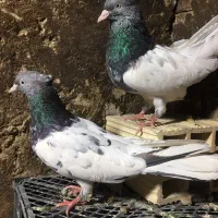 کبوتر کله سبز