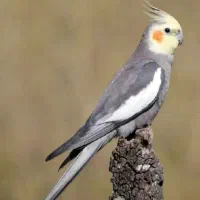 قبول واگذاری پرنده شما عروس هلندی یا طوطی برزیلی