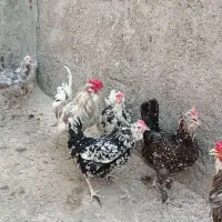 مرغ وخروس گلین|حیوانات مزرعه|شیراز, شهرک گلها|دیوار