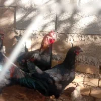 مرغ ویروس رسمی