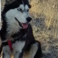 هاسکی مالاموت ماده