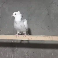 طوقی زرین شکلاتی و هفرنگ و آبی و آجری و دم سفید|پرنده|بافق, |دیوار