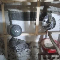 کبوتر پرش سنگین