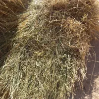 یونجه جو علف|حیوانات مزرعه|سجاس رود, |دیوار