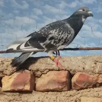 مجسمه‌کبوتر