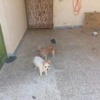 یک جفت سگ خونگی کوچیک
