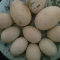 تخم غاز واردک