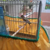 سهره وسهره قناری دهن دار