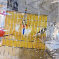 قنار نر مست سفت خون اماده جفت زدن|پرنده|تهران, جنتآباد مرکزی|دیوار