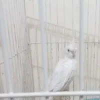 طوطی گرینچیک اناناسی|پرنده|بم, |دیوار